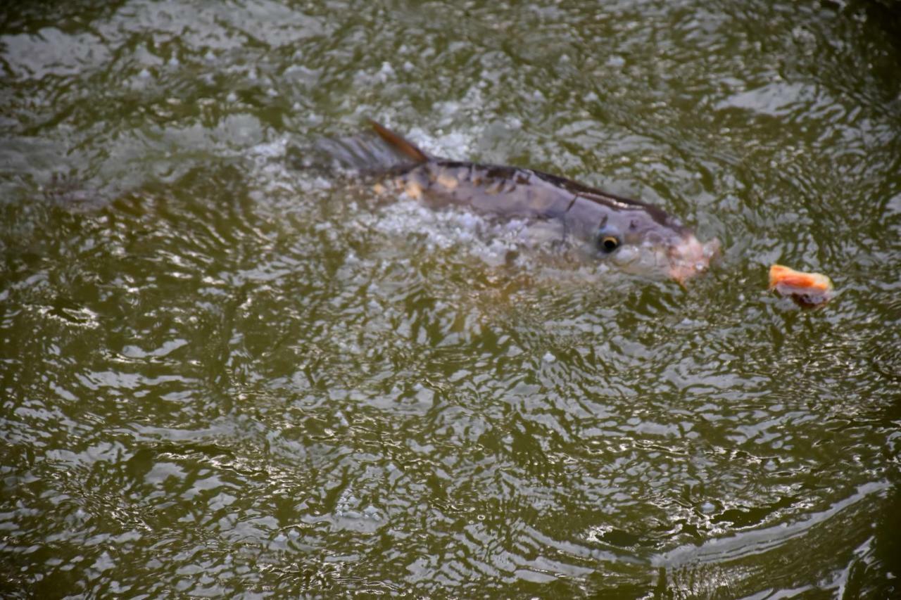 La Mare Aux Canards Cordieux Exteriér fotografie